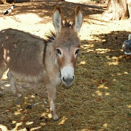 グラース Roulotte De Charmeヴィラ エクステリア 写真